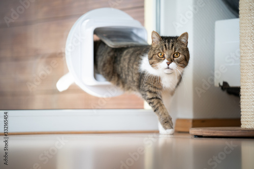 Fototapete tabby white british shorthair cat coming home entering room through cat flap in