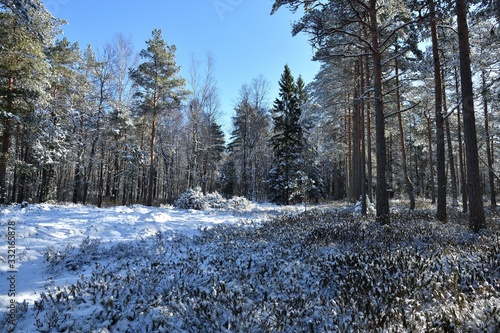 Snowy forest landscape in Estonia, early in spring photo