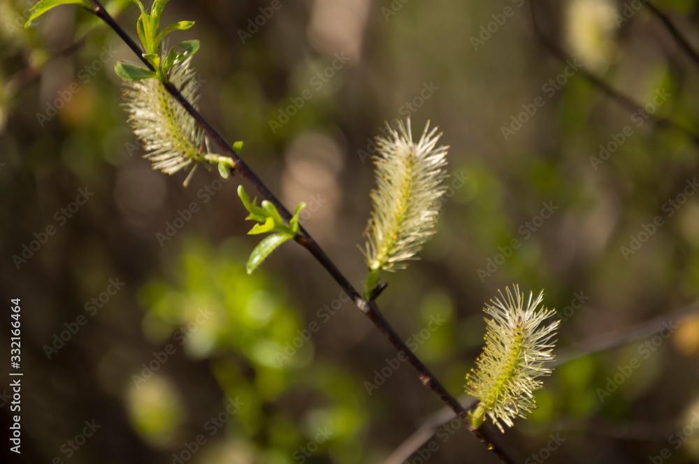 Branch of pussy-willow in early spring. Easter Branch of pussy-willow in early spring. Easter
