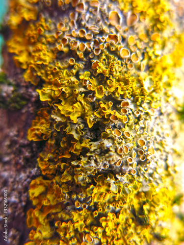 yellow porous lichen close up on a tree