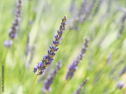 Lavender flower, close up with blur background. Lavender field in summer in Provence