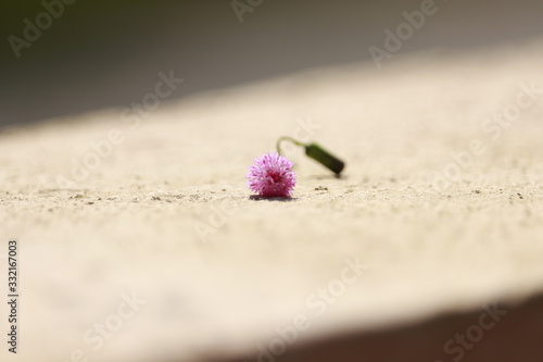 Little Purple flower in the Sun