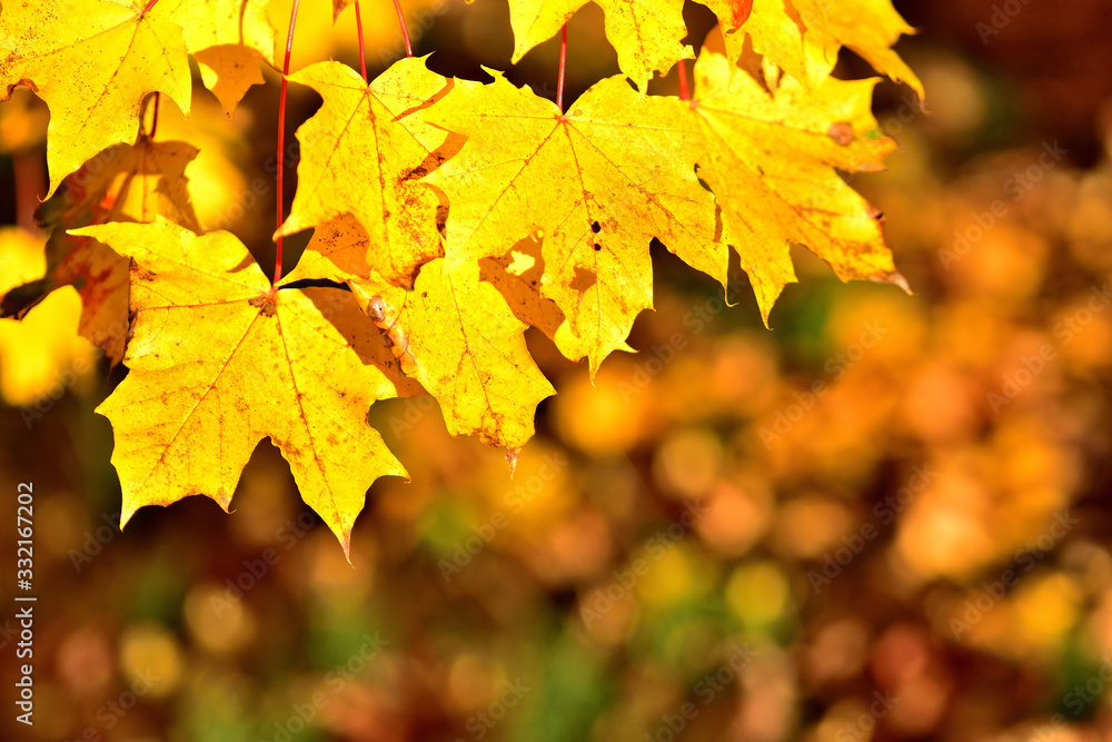 Autumn background of golden leaves. Close-up detail. Autumn background of golden leaves. Close-up detail.