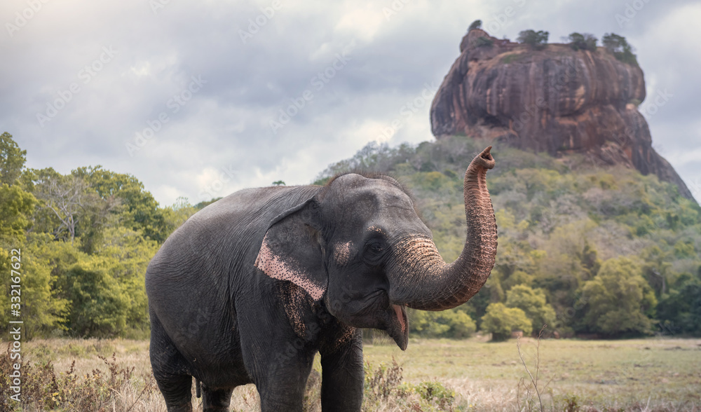 Fototapeta Elephant near Sigiriya lion rock fortress in Sigiriya, Sri Lanka