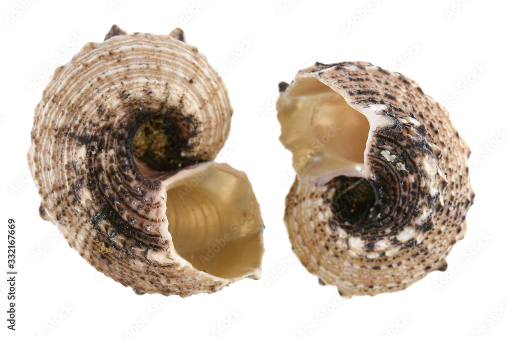 Empty sea shells isolated on white background Empty sea shells isolated on white background