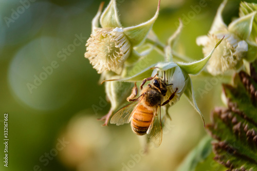 Close up view of a bee pollinizing a raspberry flower during spring season