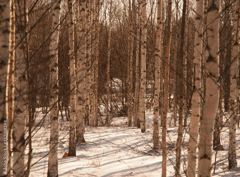 birch grove on a clear winter morning birch grove on a clear winter morning
