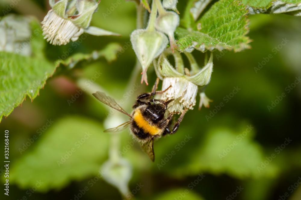 Close up view of a bumblebee pollinizing a raspberry flower during spring season Close up view of a bumblebee pollinizing a raspberry flower during spring season