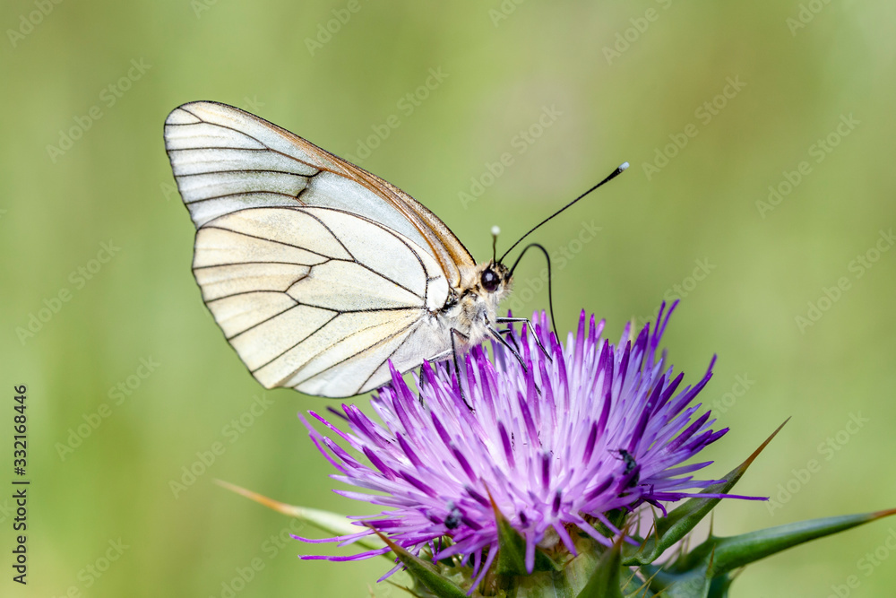 Pieridae, Hawthorn Butterfly, Black-veined White, Aporia crataegi, Asia Turkey Pieridae, Hawthorn Butterfly, Black-veined White, Aporia crataegi, Asia Turkey