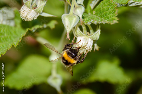 Close up view of a bumblebee pollinizing a raspberry flower during spring season