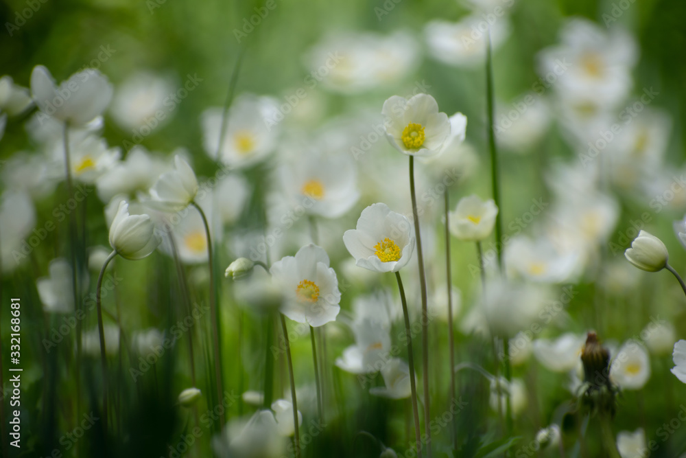 Closeup nature view of meadow of beautiful white anemone flowers