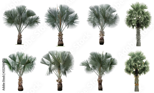 Photos Collection Beautiful bismarck palm trees Isolated on white background , Suitable for use in architectural design , Decoration work , Used with natural articles both on print and website