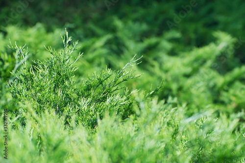 The juniper branches on the blurred greenery background