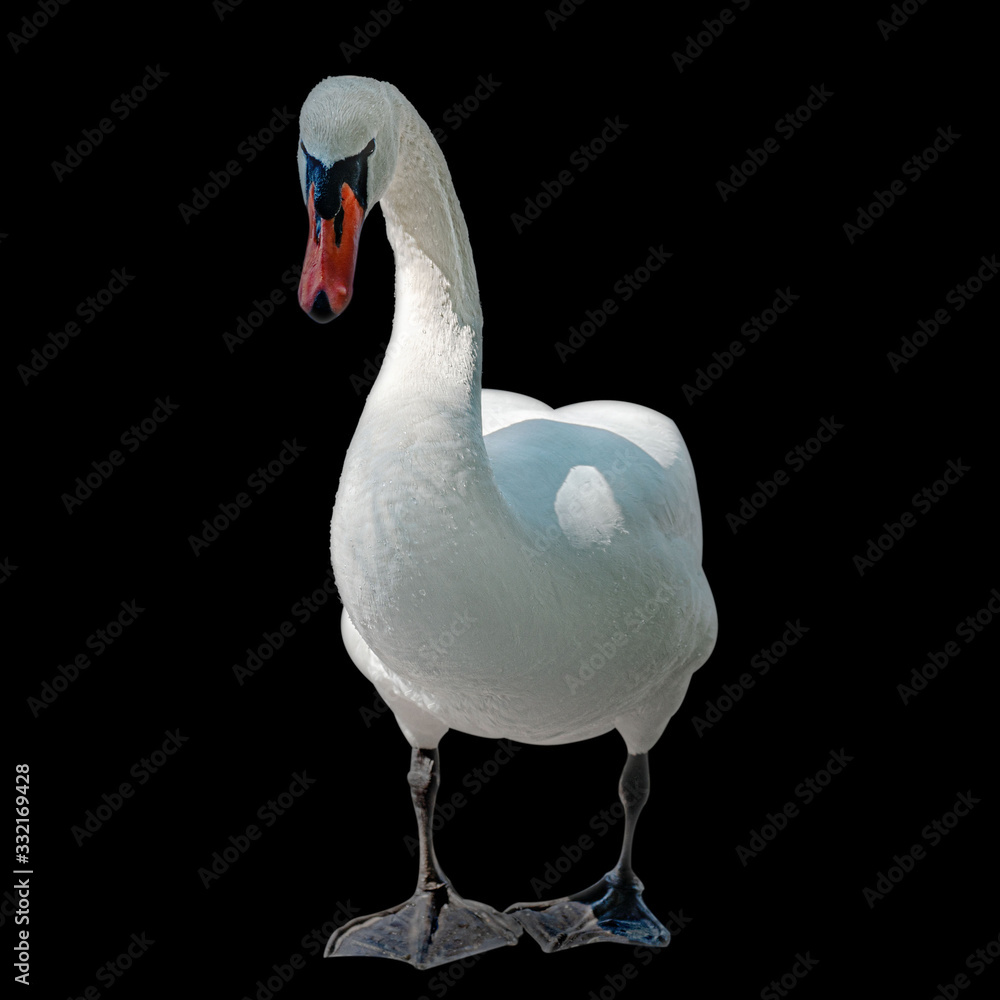 Fototapeta premium White swan on a black background. Isolate
