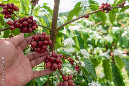 Close-Up Of Hand Holding Coffee Beans Growing On Coffee Tree