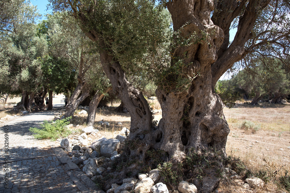 old olive tree. Teos ancient city in Seferihisar, Turkey old olive tree. Teos ancient city in Seferihisar, Turkey