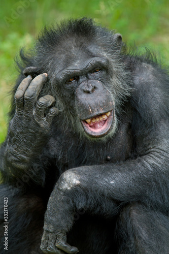 Portrait of a  chimpanzee (Pan trodglodytes) scratching its head Fototapet