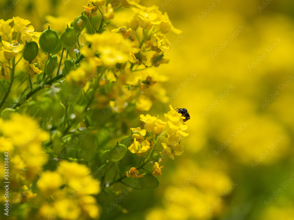Aurinia saxatilis yellow ornamental flower with honeybee