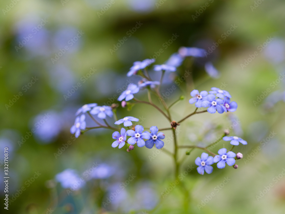 Siberian bugloss (Brunnera macrophylla) Jack frost cultivar flowers blooming in spring Siberian bugloss (Brunnera macrophylla) Jack frost cultivar flowers blooming in spring