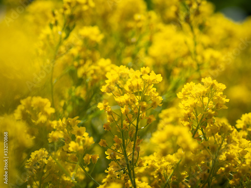 Aurinia saxatilis yellow ornamental flower