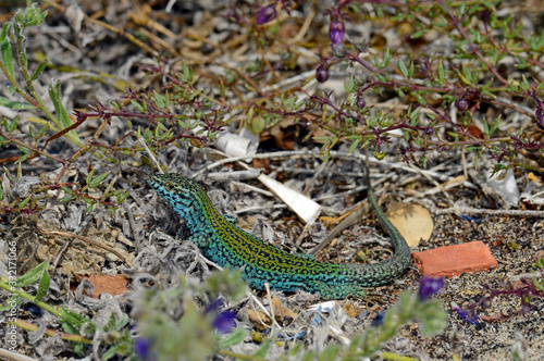 Pityuseneidechse (Podarcis pityusensis formenterae) auf Formentera, Spanien / Ibiza wall lizard on Formentera, Spain photo