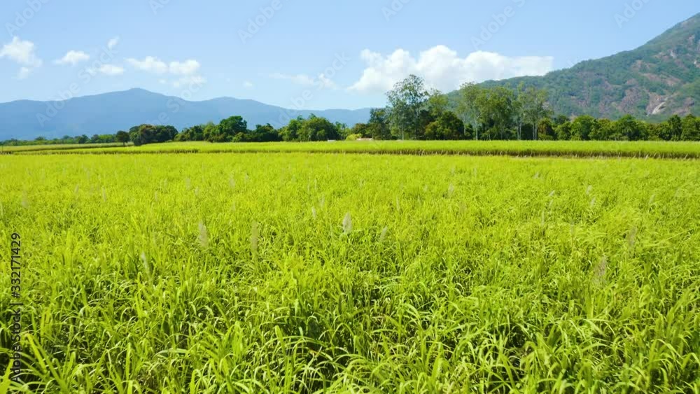 Aerial, beautiful view on sugar cane plantation in Cairns, Queensland, Australia Aerial, beautiful view on sugar cane plantation in Cairns, Queensland, Australia
