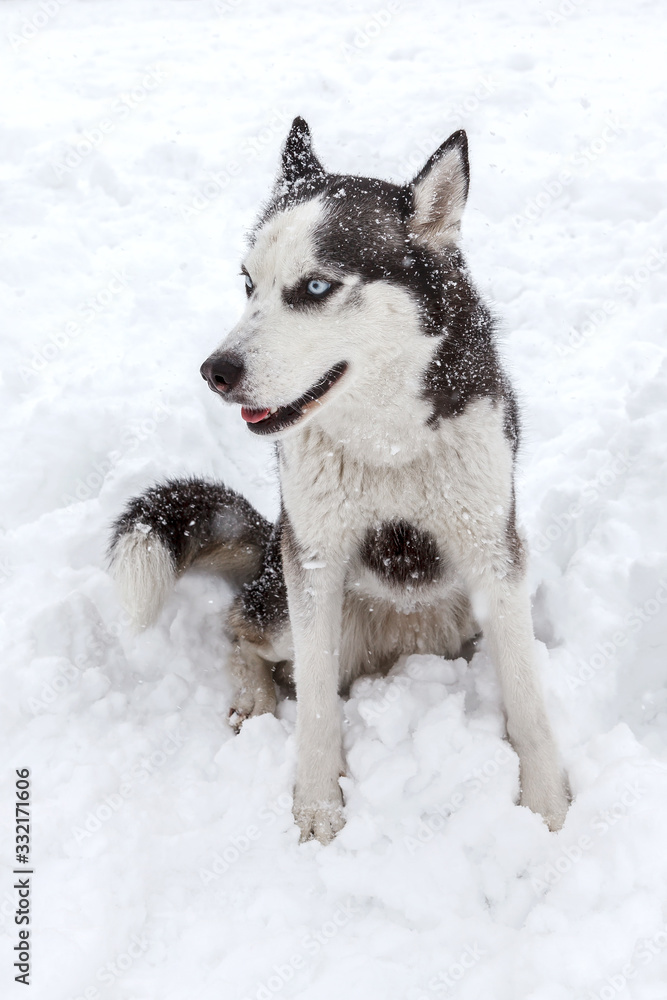 Siberian husky dog portrait on snow