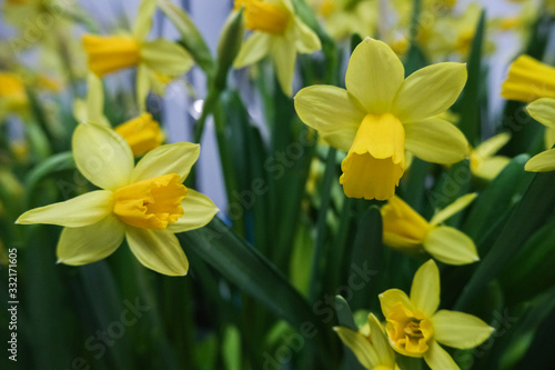 Fototapeta Naklejka Na Ścianę i Meble -  Narcissus flower, close up.