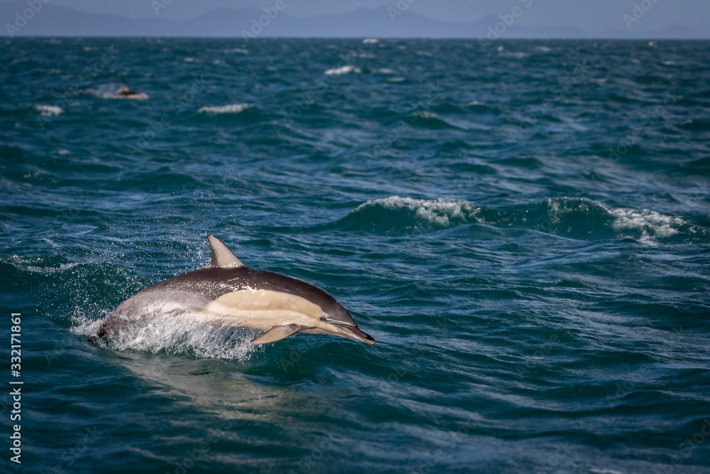Fototapeta premium A common dolphin riding the waves next to a tourist boat