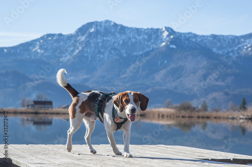 Beagle am Eichsee