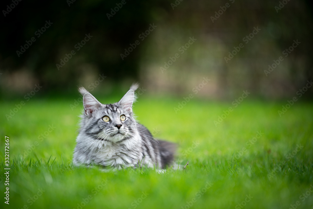 portrait of a beautiful silver tabby maine coon cat resting on lawn outdoors in spring looking up with copy space