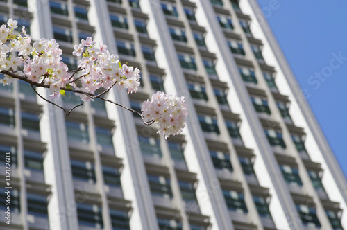 ビルの傍で咲いている桜 photo