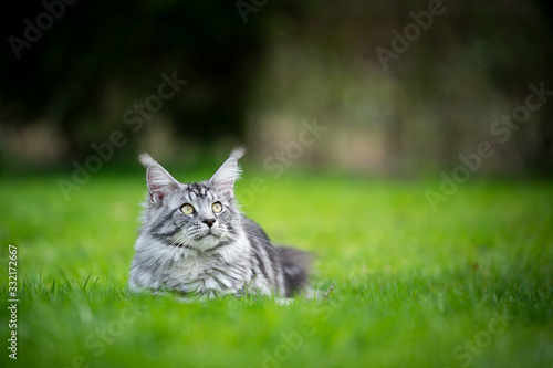 portrait of a beautiful silver tabby maine coon cat resting on lawn outdoors in spring looking up with copy space © FurryFritz