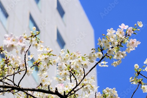 ビルの傍で咲いている桜 photo