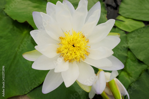 Blooming white Water lily   Nymphaea stellata Willd   and yellow pollen float in tranquil river garden. Tropical lotus flowers in pond.
