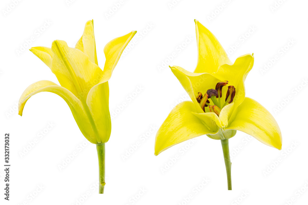 Set of freshly blooming yellow lilies isolated on white background Set of freshly blooming yellow lilies isolated on white background