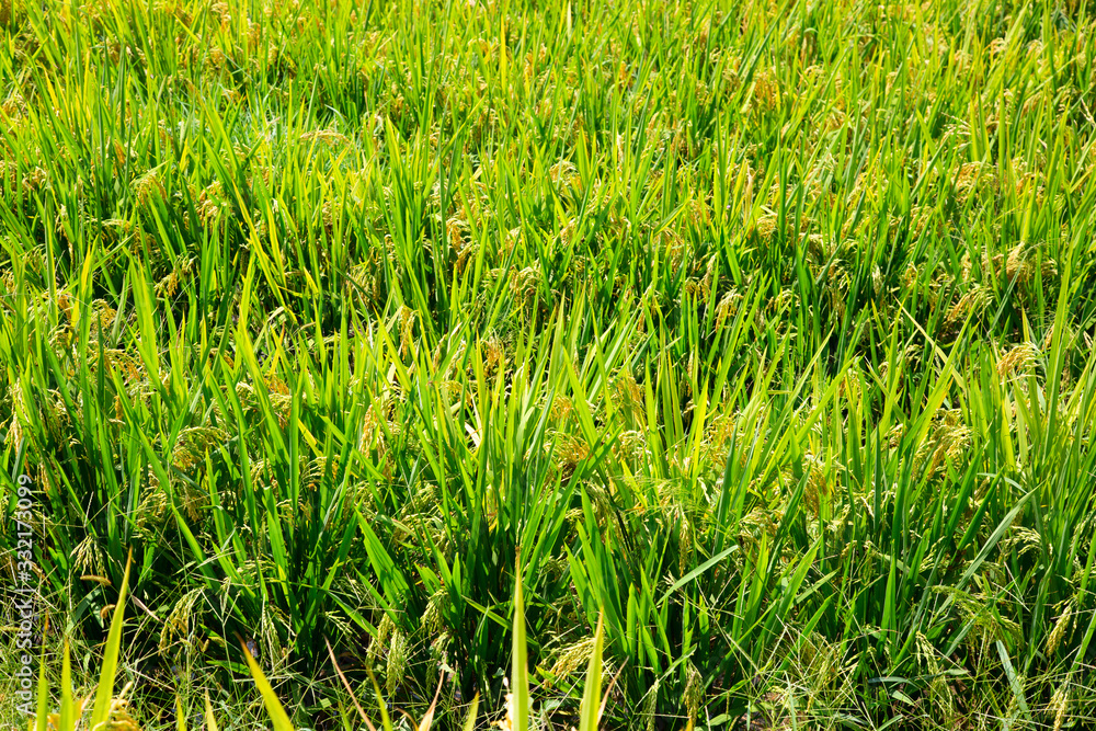 Obraz premium Longji Rice Terraces