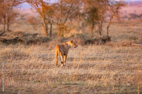Lion walking a early morning in Serengeti, Tanzania. Sunrise, east Africa.