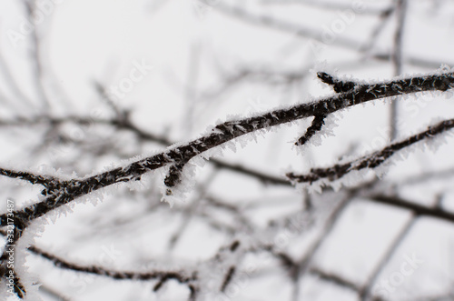 Hoarfrost on trees in winter