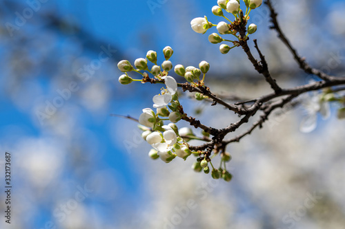 White spring cherry plum or Prunus cerasifera flowers blossoming in early springtime