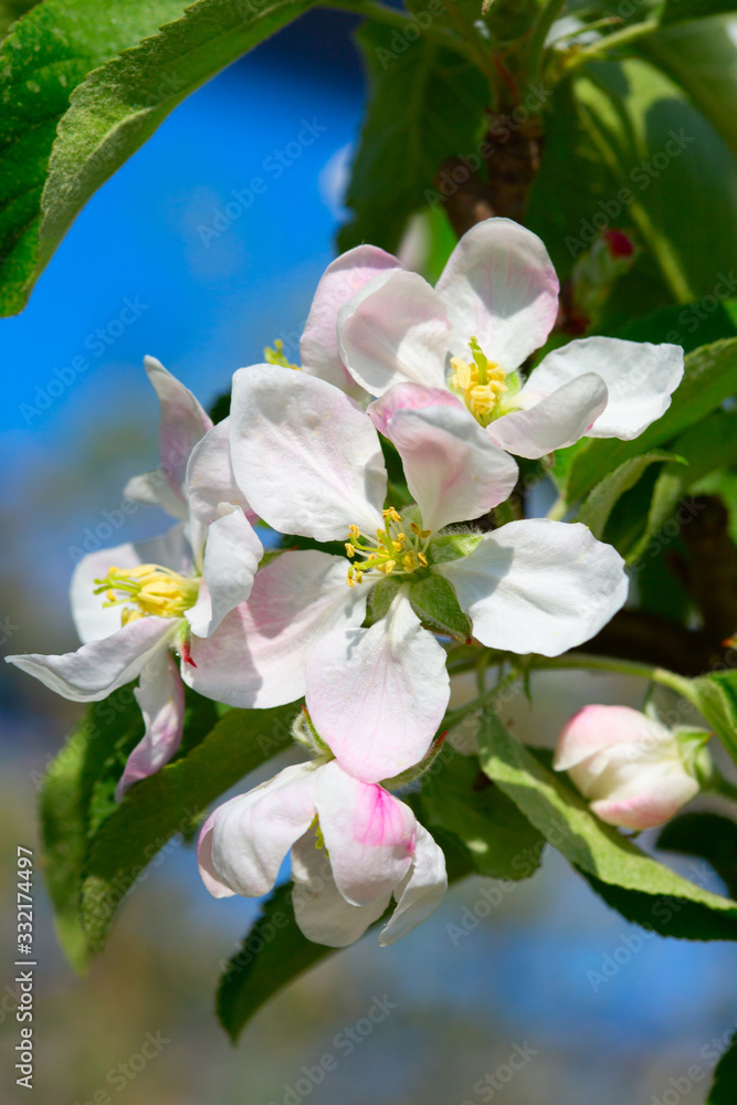 Obraz premium Apple garden