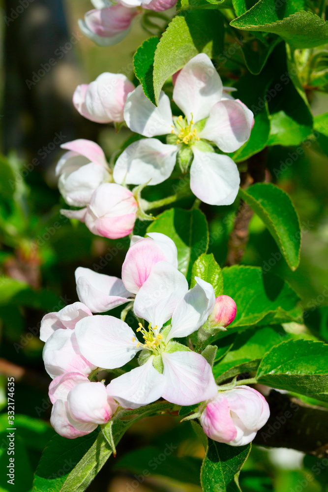 Obraz premium Apple garden