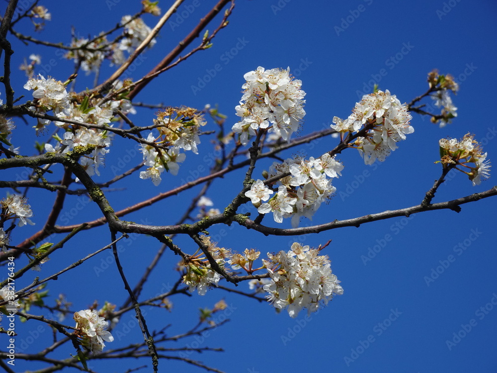 Kirschblüte - Frühjahrsbote - erste Sprossen