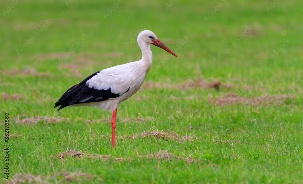 European white stork, ciconia, standing in a green meadow European white stork, ciconia, standing in a green meadow