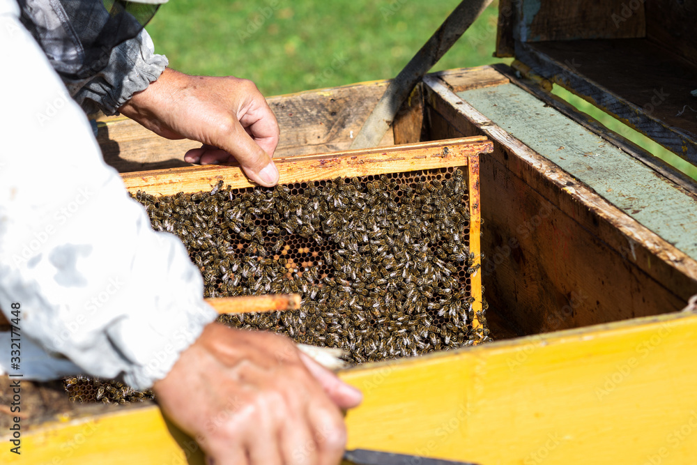 Beekeeper keeps frame with honeycomb, looks after bees in the garden ,beekeeper prepares to remove honey from the beehive, beekeeping, apiculture concept Beekeeper keeps frame with honeycomb, looks after bees in the garden ,beekeeper prepares to remove honey from the beehive, beekeeping, apiculture concept