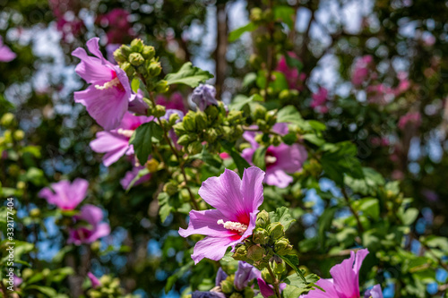 beautiful green bush with purple flowers nad sky in the background