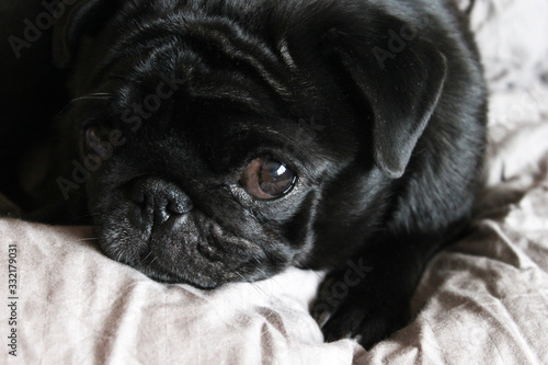 Black pug cute dog on grey linen in bed close-up sleep resting watching half-closed eyes to camera