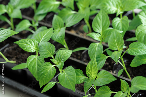Wallpaper Mural Homemade sweet pepper seedlings. Spring seedlings Torontodigital.ca