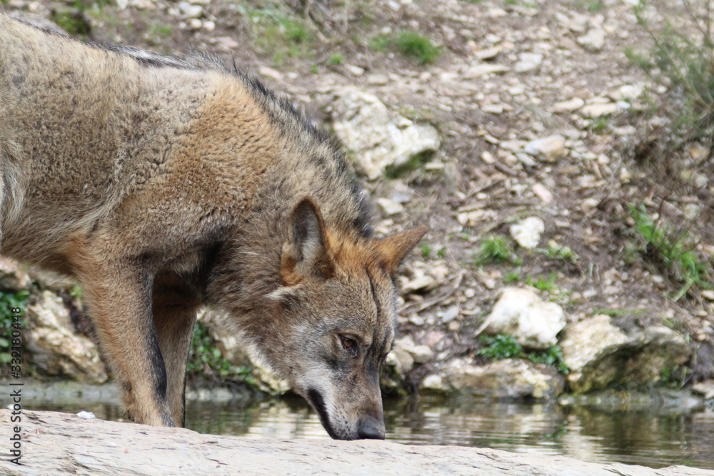 Beautiful iberian wolves in the mount playing in herd preparing the Hunt