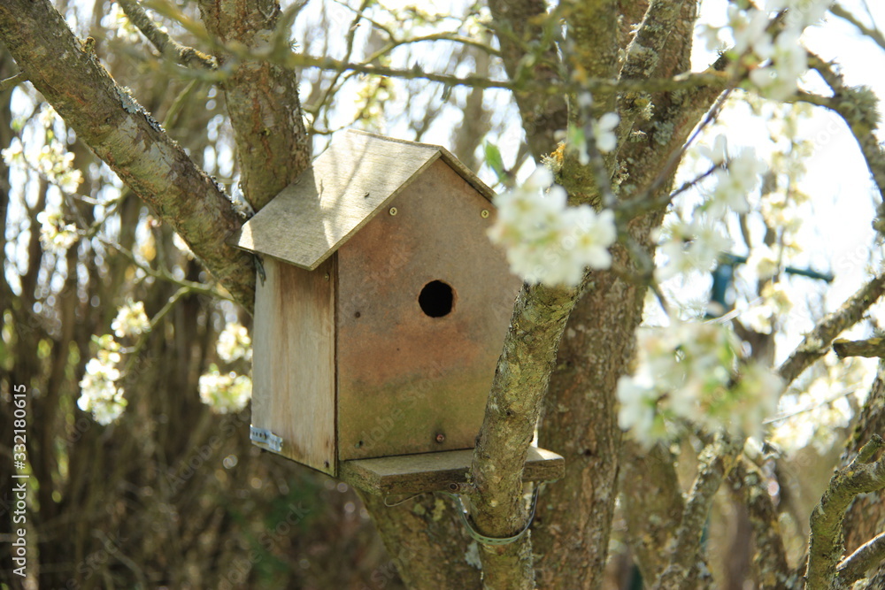 Cabane à oiseaux